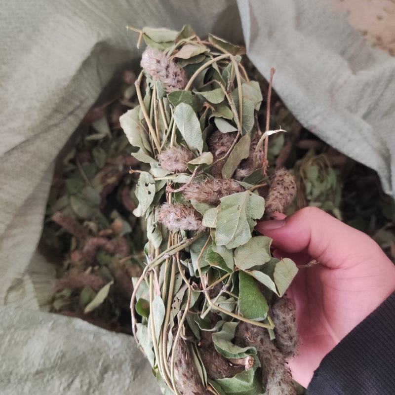 狸尾草，羊咩香