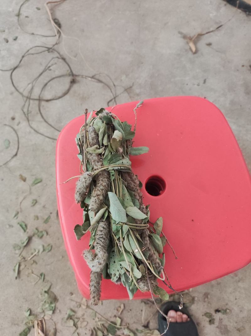 狸尾草，羊咩香