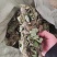 狸尾草，羊咩香