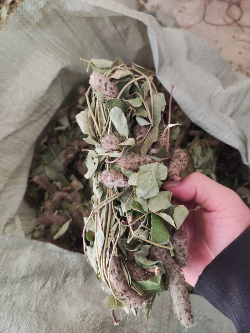 狸尾草，羊咩香