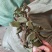 狸尾草，羊咩香
