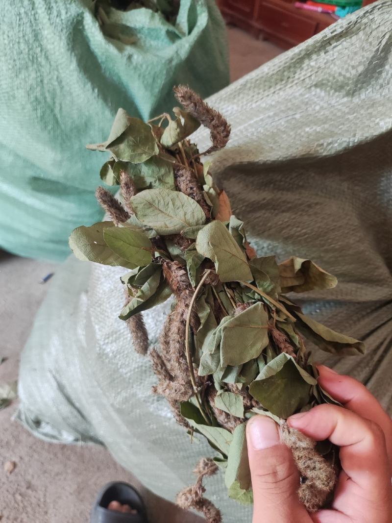 狸尾草，羊咩香