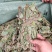 狸尾草，羊咩香