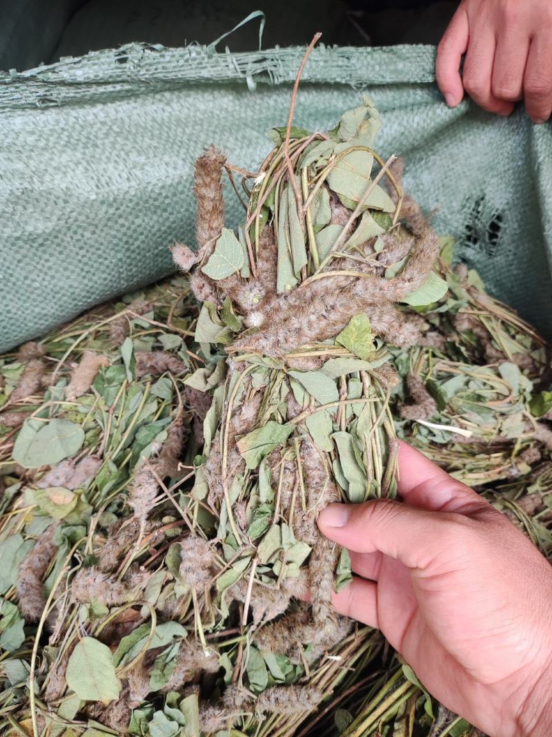 狸尾草，羊咩香