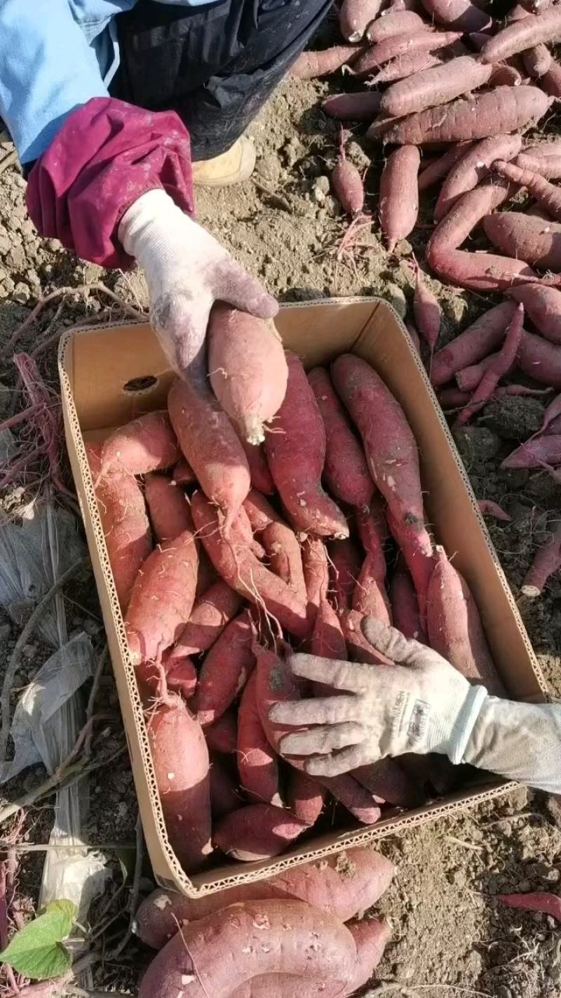 红薯红瑶红薯红薯界里的天花板，软糯香甜，回头客爆棚