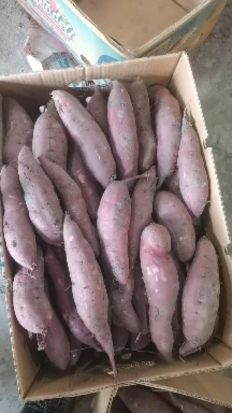 红薯红瑶红薯产地直供品质保证对接全国