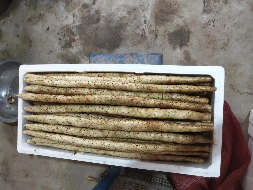 超市生鲜区货架上摆放着新鲜铁棍山药,旁边陈列着印有‘温县铁棍山药’地理标志的精美礼盒,礼盒设计简洁大方,配有红色丝带,背景为现代超市环境,体现其商品化与品牌化形象 铁棍山药在超市货架与礼盒包装展示