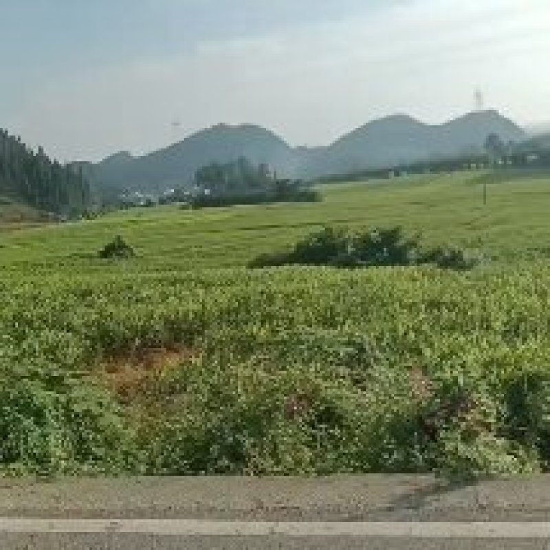 贵州省黔西南州布依族苗族自治州贞丰县二黄姜
