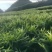 贵州省黔西南州布依族苗族自治州贞丰县二黄姜