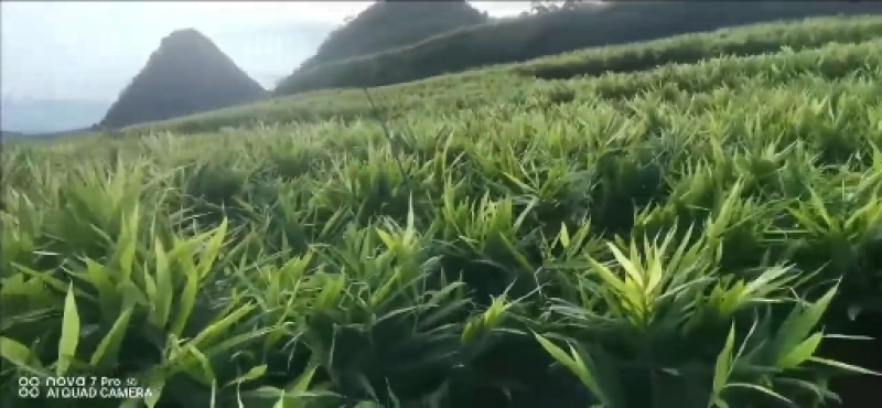 贵州省黔西南州布依族苗族自治州贞丰县二黄姜