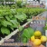 钦蜜9号百香果树果苗纯甜黄金树苗庭院盆栽种植当年结果带土
