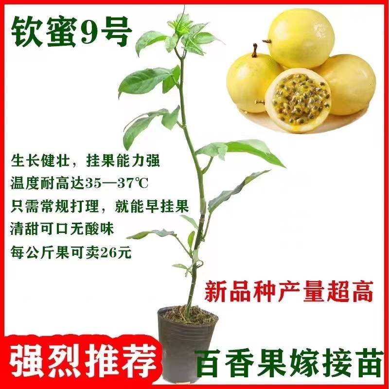 钦蜜9号百香果树果苗纯甜黄金树苗庭院盆栽种植当年结果带土
