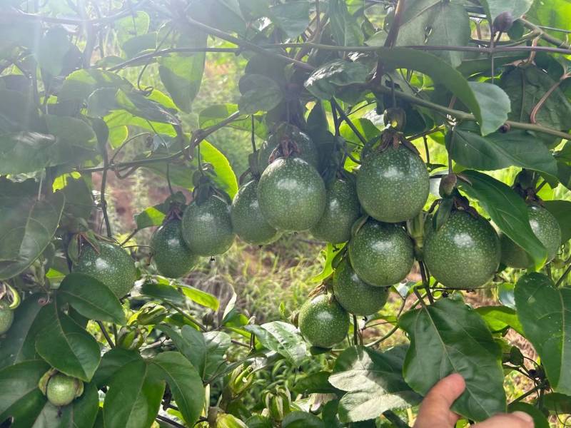 钦蜜9号百香果树果苗纯甜黄金树苗庭院盆栽种植当年结果带土