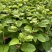 钦蜜9号百香果树果苗纯甜黄金树苗庭院盆栽种植当年结果带土