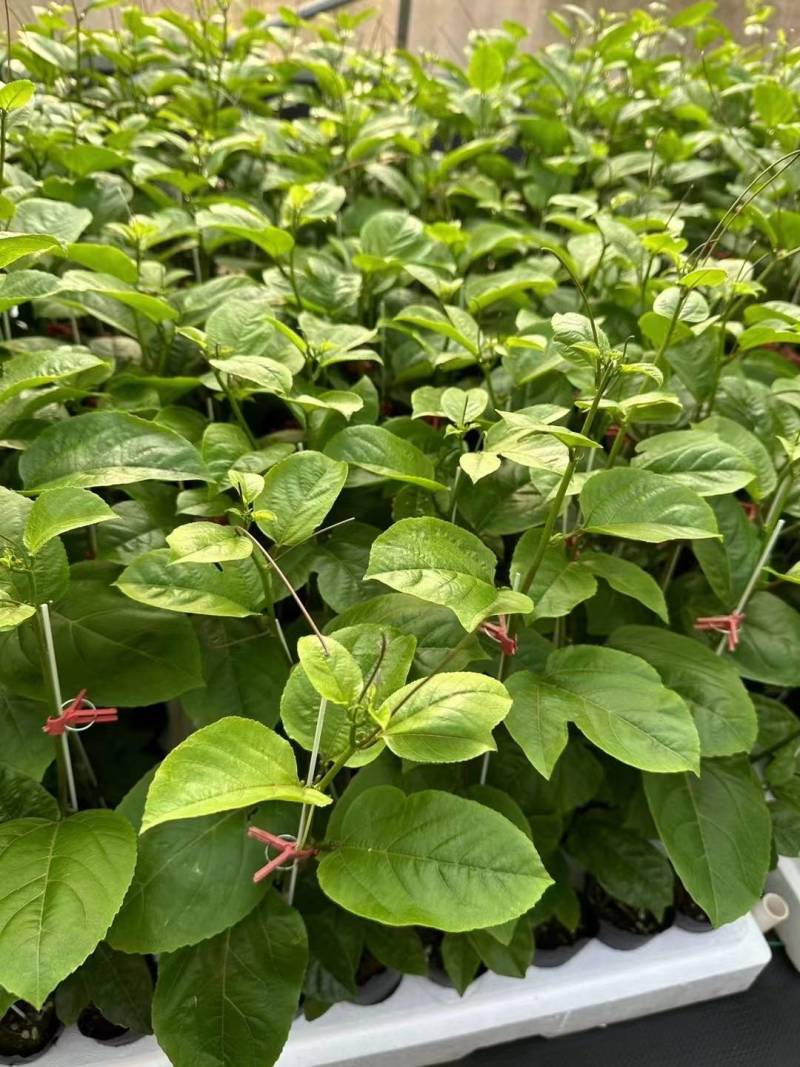 钦蜜9号百香果树果苗纯甜黄金树苗庭院盆栽种植当年结果带土