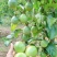 钦蜜9号百香果树果苗纯甜黄金树苗庭院盆栽种植当年结果带土