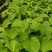 钦蜜9号百香果树果苗纯甜黄金树苗庭院盆栽种植当年结果带土