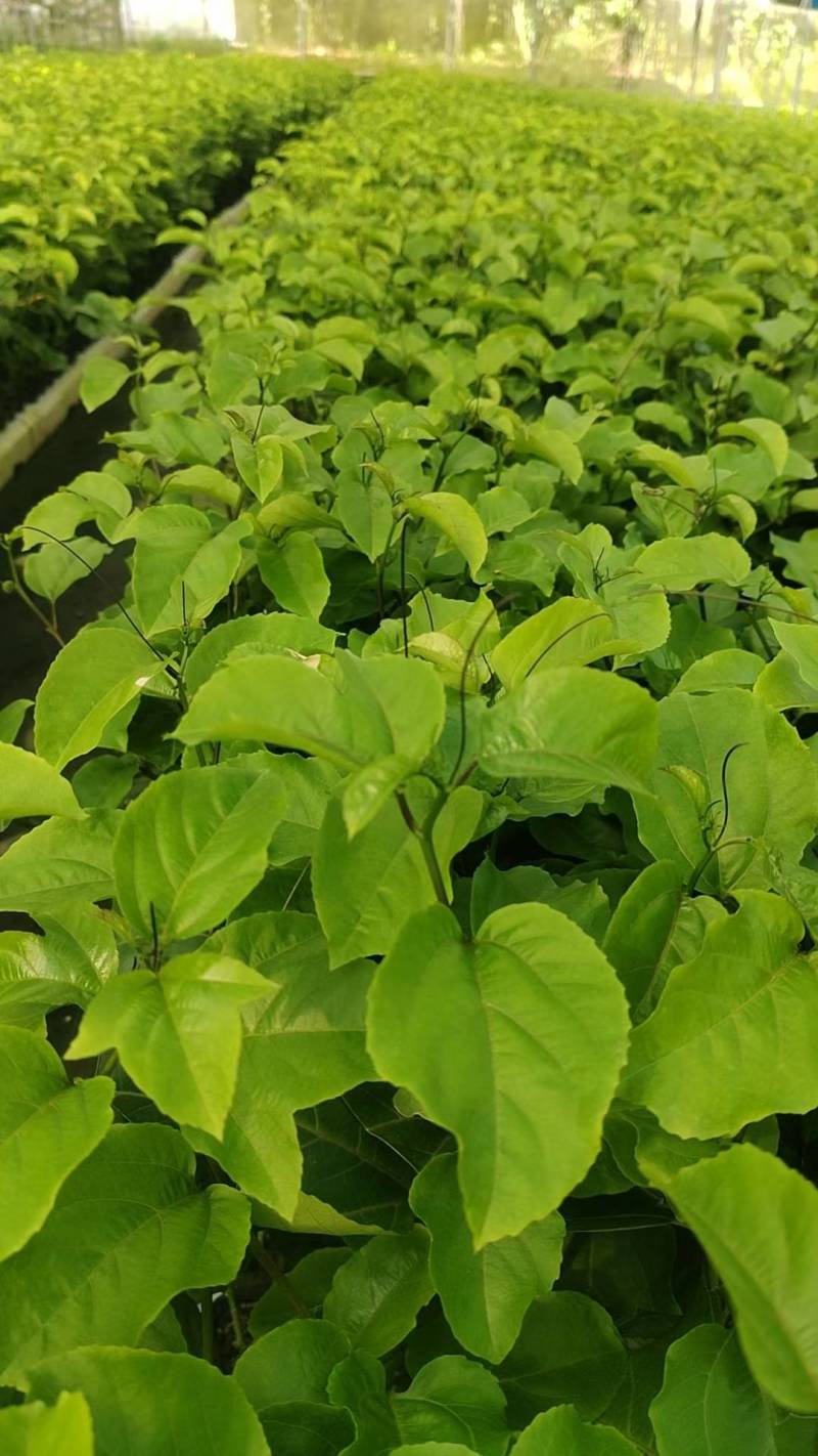 钦蜜9号百香果树果苗纯甜黄金树苗庭院盆栽种植当年结果带土