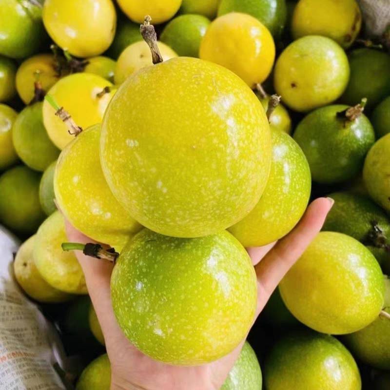钦蜜9号百香果树果苗纯甜黄金树苗庭院盆栽种植当年结果带土