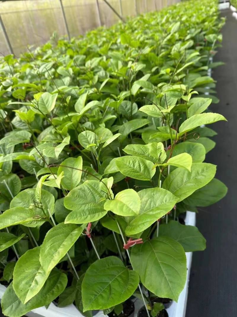 钦蜜9号百香果树果苗纯甜黄金树苗庭院盆栽种植当年结果带土