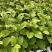 钦蜜9号百香果树果苗纯甜黄金树苗庭院盆栽种植当年结果带土
