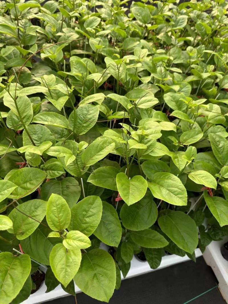 钦蜜9号百香果树果苗纯甜黄金树苗庭院盆栽种植当年结果带土