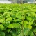 钦蜜9号百香果树果苗纯甜黄金树苗庭院盆栽种植当年结果带土