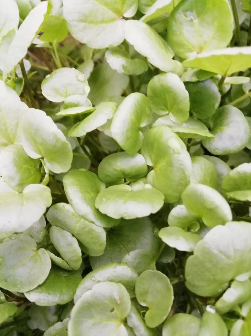 纯绿色蔬菜~豆瓣菜.常年有货.欢迎顶购.常吃可以滋阴润噪