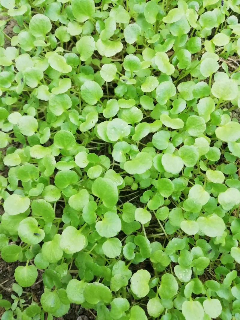 纯绿色蔬菜~豆瓣菜.常年有货.欢迎顶购.常吃可以滋阴润噪