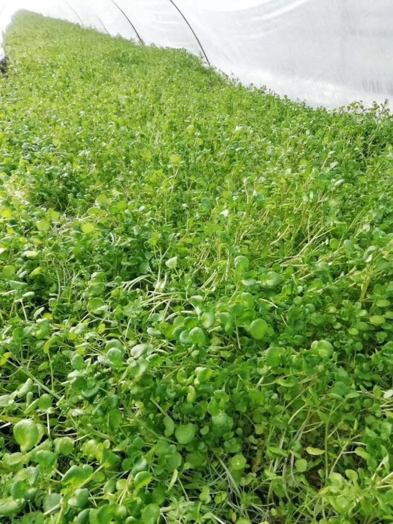 纯绿色蔬菜~豆瓣菜.常年有货.欢迎顶购.常吃可以滋阴润噪