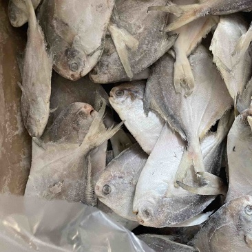 鲳鱼