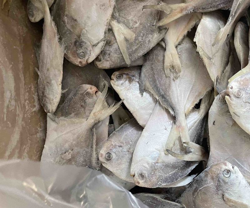 鲳鱼