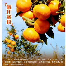 四川雁江血橙，碰柑，耙耙柑，丑橘大量上市