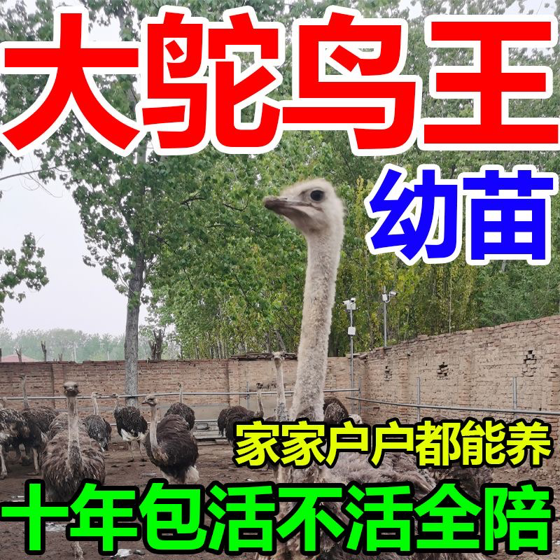 鸵鸟苗健康包邮好养