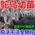 鸵鸟苗健康包邮好养