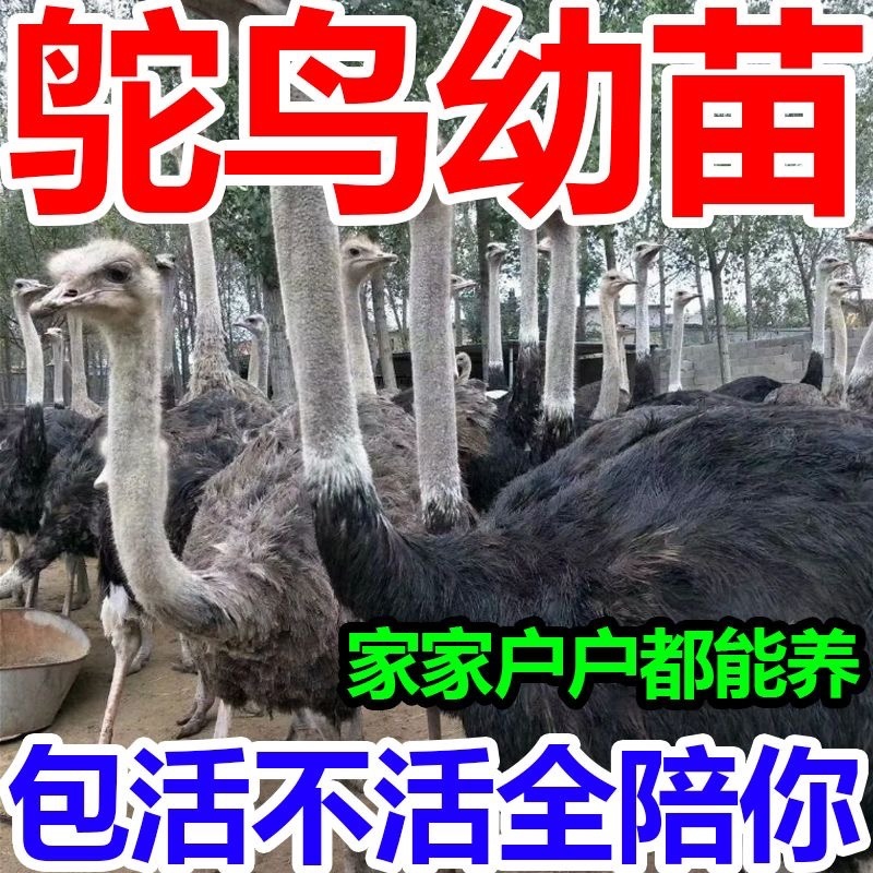 鸵鸟苗健康包邮好养