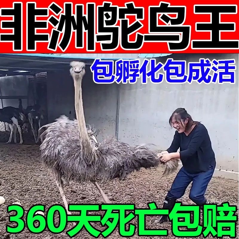 鸵鸟苗健康包邮好养