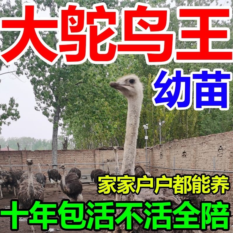 鸵鸟苗健康包邮好养