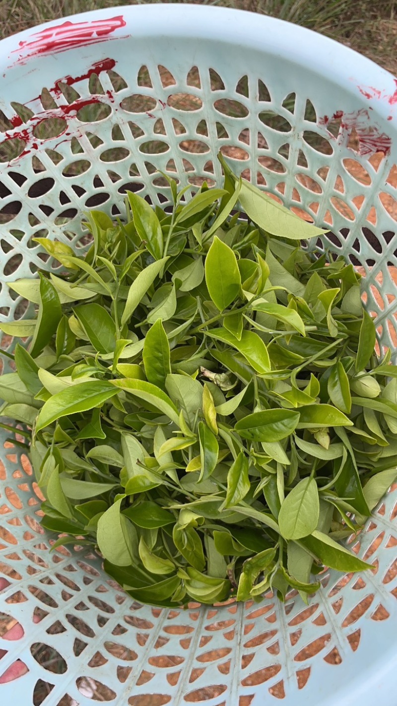 自家种植半生态凤凰单丛茶