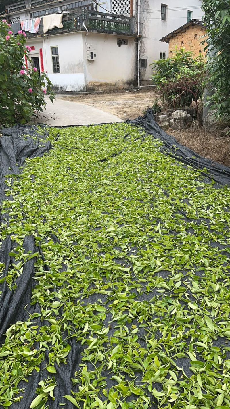 自家种植半生态凤凰单丛茶