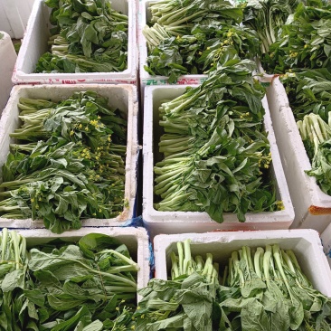 精品桂林甜菜心马上有货了，欢迎各位老板订购。。。