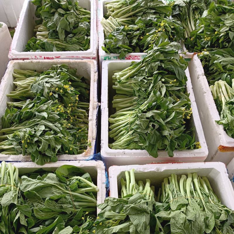 精品桂林甜菜心马上有货了，欢迎各位老板订购。。。