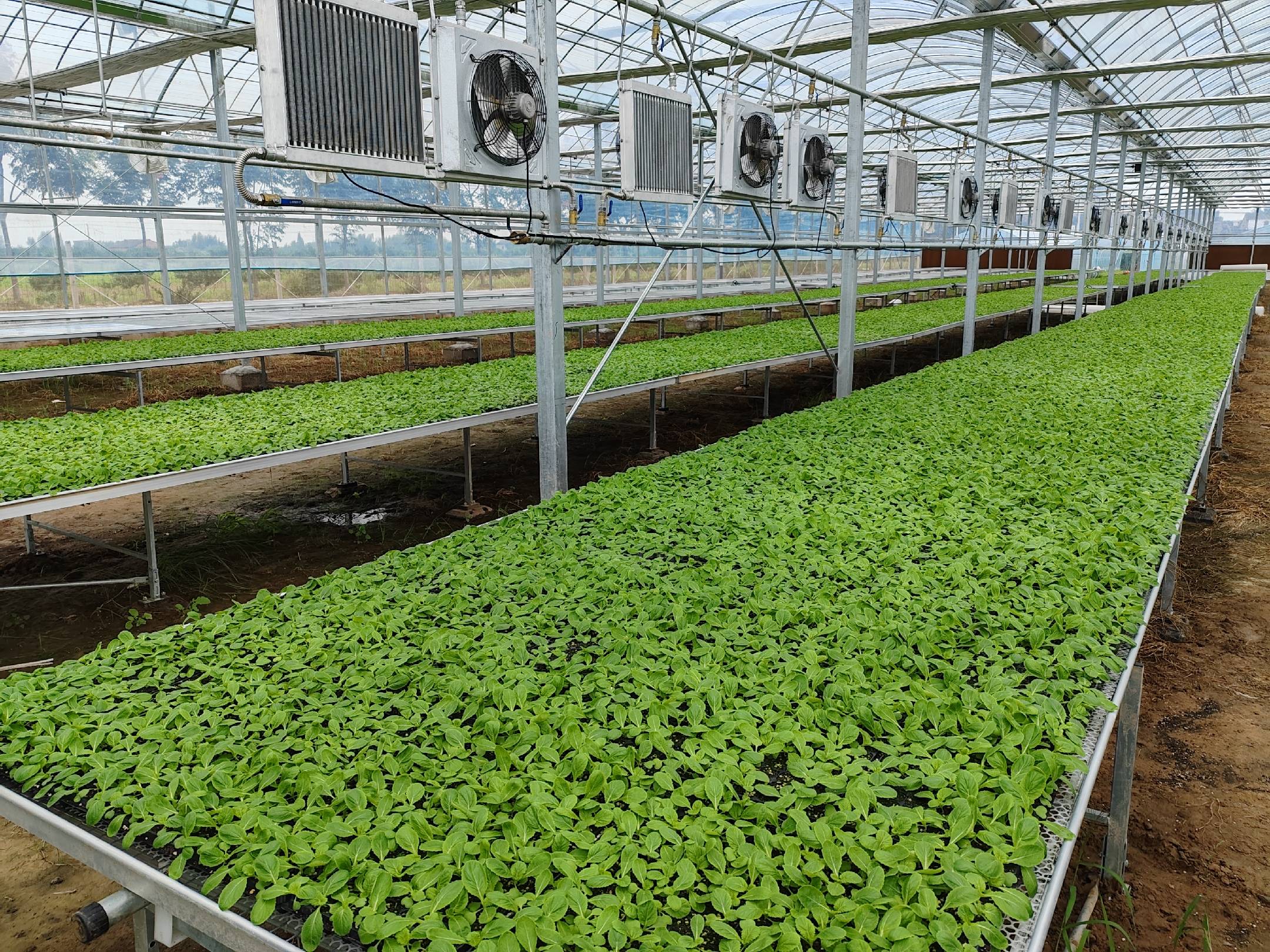 萝卜温室种植示意图