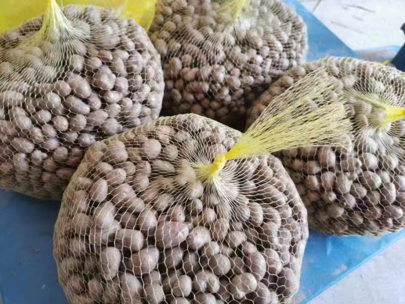 安阳内黄精品山药豆产地一手货源价格不高欢迎来电