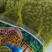 安阳内黄精品山药豆产地一手货源价格不高欢迎来电