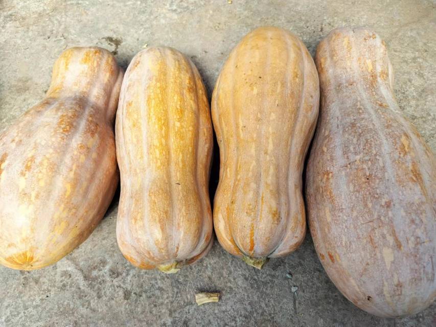 老南瓜整齐摆放在通风良好的架子上 常温储存老南瓜