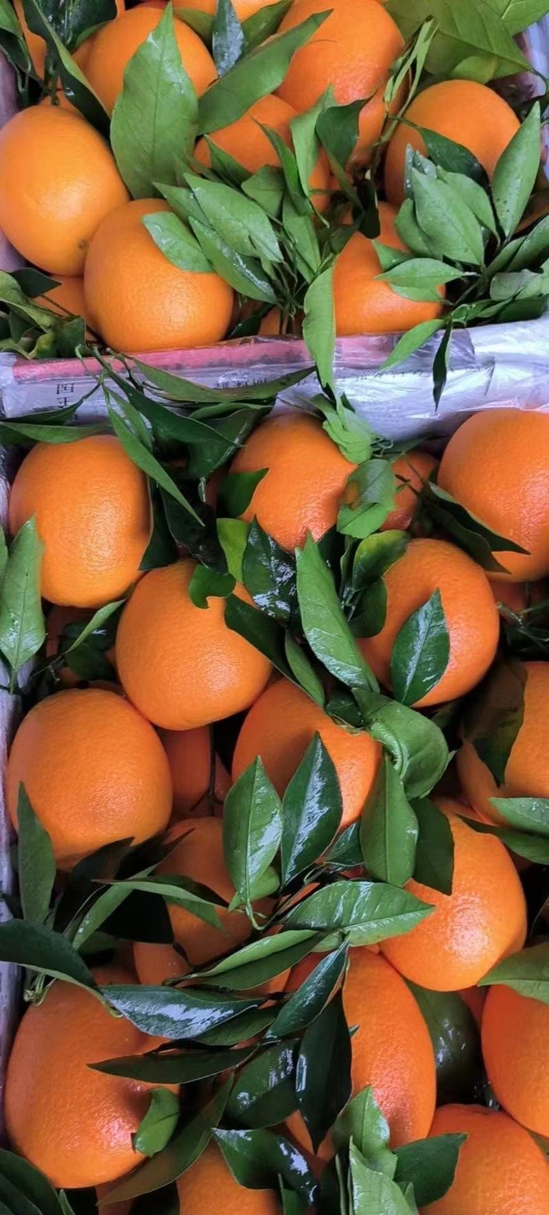 湖北宜昌纽荷尔脐橙个大甜度高产地一手货源专业代收代办20年