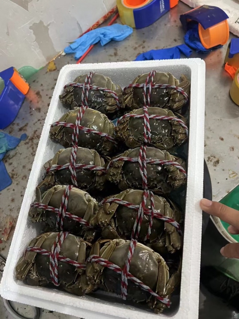 大闸蟹鲜活大闸蟹，批发零售，饭店餐饮长期供应
