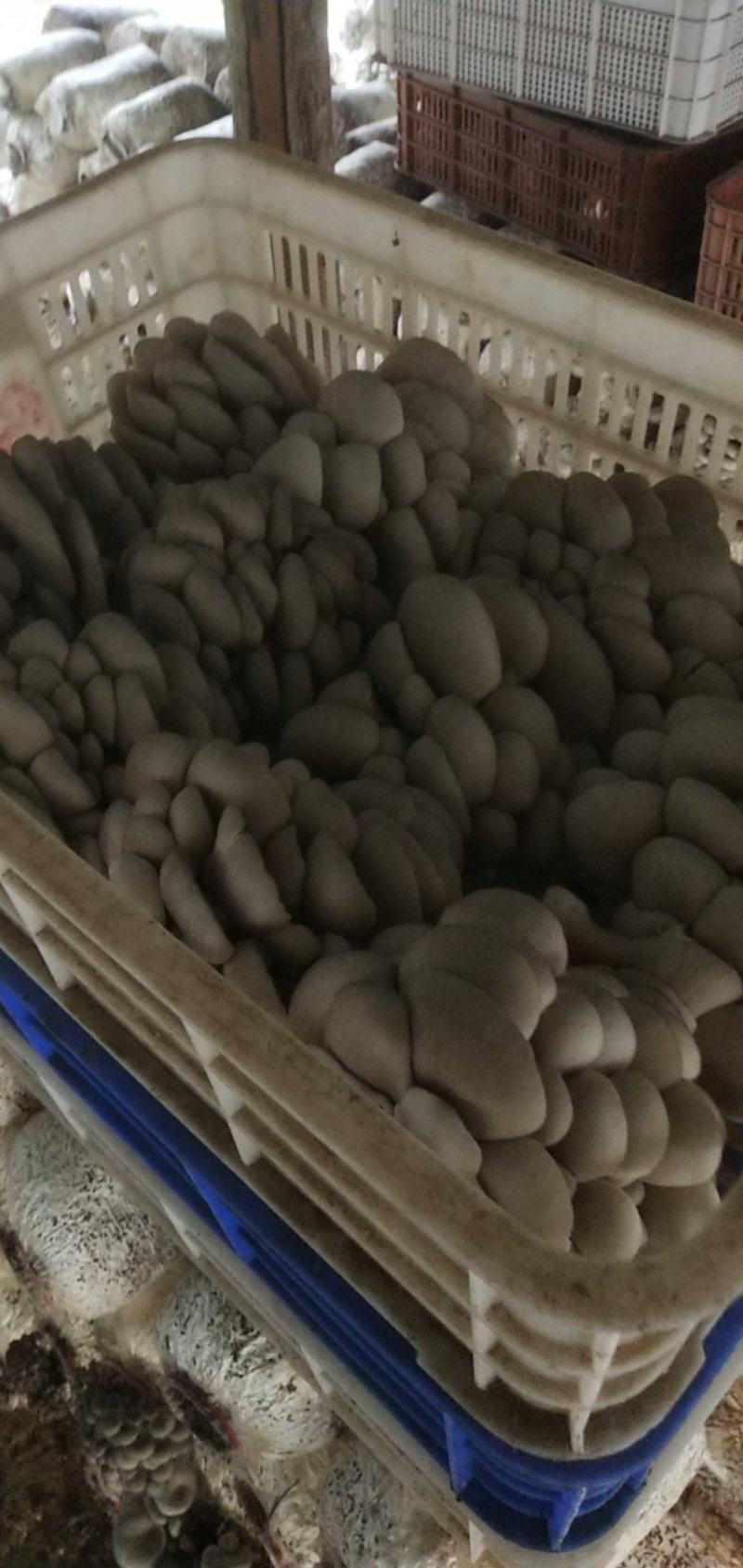 价格便宜，需要的老板可以找我