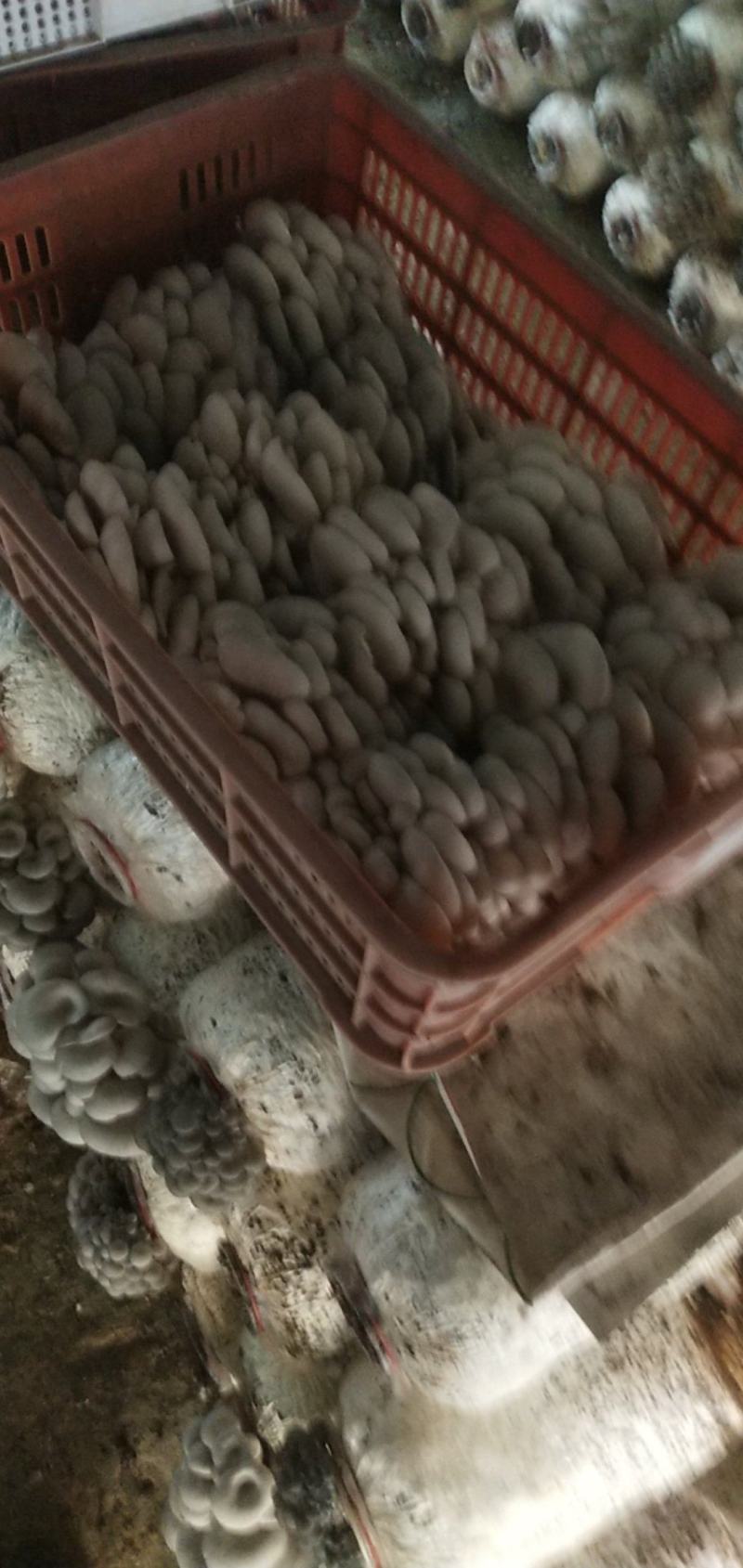 价格便宜，需要的老板可以找我